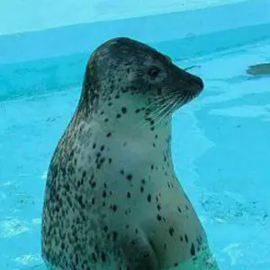 ごまふ(•ﻌ•)まとめ割対応☆