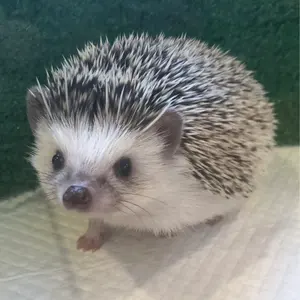 みーやん様専用MASTERBUNNYEDITION 2024秋 ストレッチパンツ - メルカリ