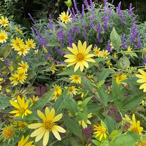 クリスマスセール＞土田友湖 亀甲寿緞子帛紗 表千家十三代即中斎花押