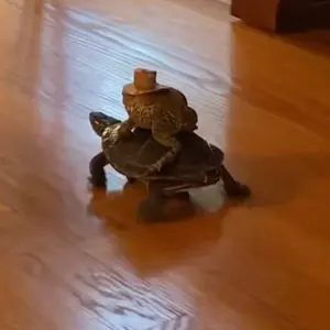 戦闘力…たったの5か…ゴミめ… ウエハースシール ラディッツ レア