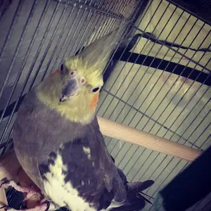 ドラクエ　はぐれメタル　⭐︎バケットハット　鳥山明　グラニフ　新品タグ付き♪ ドラクエ はぐれメタル ︎バケットハット 鳥山明 グラニフ 新品