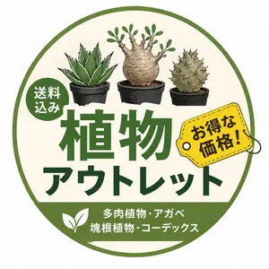 「アガベ_ノーネーム」ボールタイプ 特選 大株 8-9号サイズ 6 アガベ_ノーネーム」ボールタイプ 特選 大株 8-9号サイズ 6 - メルカリ