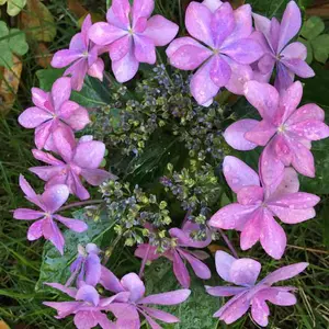 ミニ四駆プルバックカー [タミヤ監修] (サントリーコーヒーボス) 全