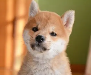 【値下】ラストワン賞 フトアゴヒゲトカゲ アームウェービングver.２個 値下】ラストワン賞 フトアゴヒゲトカゲ アームウェービングver