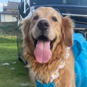 定価55000円 カ・ドーロ Ca'd'Oro 牛革リュック バッグ イタリア