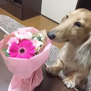 チッチ