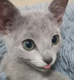 メルモママ、和風(水色①)わんちゃん猫ちゃん用夏浴衣首輪 メルモママ様専用、和風(水色①)わんちゃん猫ちゃん用夏浴衣首輪