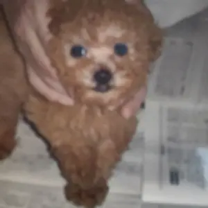 パッピー光