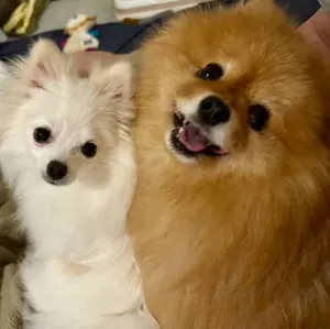 ⭐️レリーフ仕様⭐️女剣士カナン⭐️ 外国版 鑑賞用 | Shop at