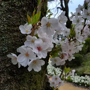 志村 博 シルクスクリーン 279/365 - メルカリ