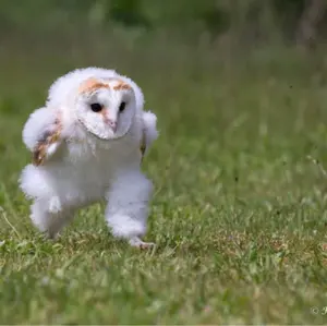 フォルクスワーゲン ゴルフ7 ゴルフ7.5 ビルシュタイン 車高調 実働