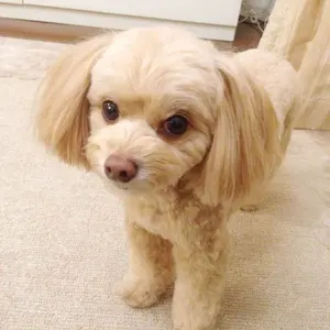 レンジメートプレミアム りんか様専用 - メルカリ