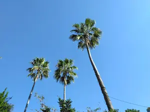 多肉植物 シュガーベイビー カット苗 - メルカリ