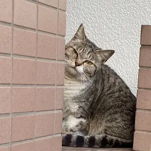 ビリケンさん 座高50cm 重さ？5kg〜10kg位？ 店舗のオブジェに最適