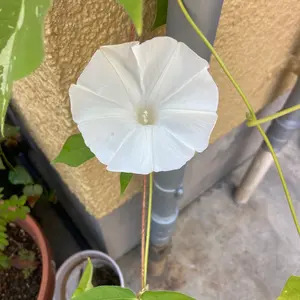 卓上 ミニ 囲炉裏 希少 横45センチ(採寸画像有り) - メルカリ