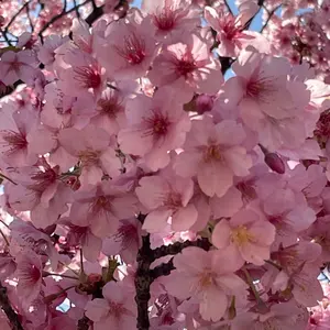 ラベンダー片付け中