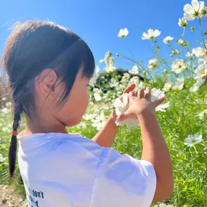 福島県産若桃 12キロ ガリガリ 加工用 （中身確認して出します