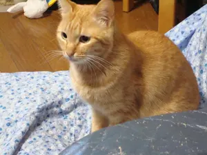 シーバス(鱸)木彫り　体長77cm シーバス(鱸)木彫り 体長77cm - メルカリ