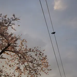 ホ^_^天然石