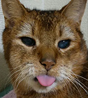 マニュアル パーツリスト DECMOSEDICI RR DUCATI ㉒ - メルカリ