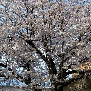 ポンコラリンさん専用ホワイトフレア シュリンク付き マックプロモ