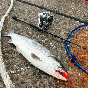 最終値下げ】 アキアジ ルアー 約40個セット マグトラ ジアキア