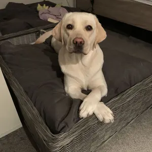 セニングシザー トラックスシザー STYLE26 - メルカリ