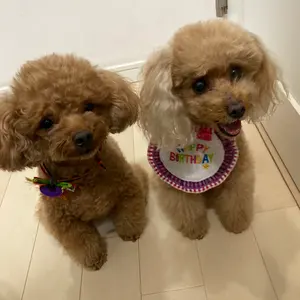 極美品 KEINA RITA バンドカラー パフスリーブ バルーンブラウス