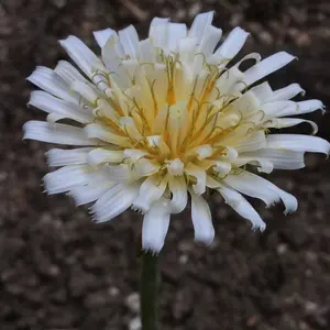 レプタイルプロ90 ジュラゴン デジタル爬虫類インキュベーター - メルカリ
