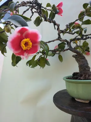 キンズ小品盆栽です。4個実が付いています。黒松盆栽、しんぱく盆栽