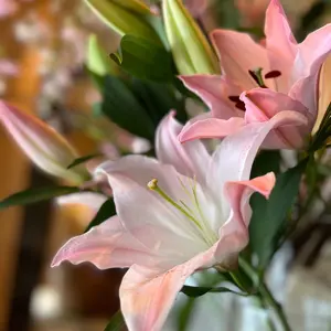 MAJOR ファインAモイスチュアジェル 44g - メルカリ