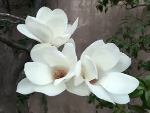 陳情令 肖戦 「抱擁晩風」15-21 weibo全記録 - メルカリ