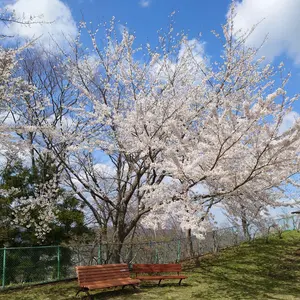 ぶえもん様専用【超希少】奈良美智 ミニ森ガール 世界1000体限定