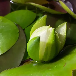 omen 30l マザーボード Dorado OC Z490 micro atx - メルカリ