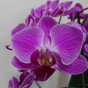 Lifewave X39 パッチ 17枚 使用期限2027年4月 - メルカリ