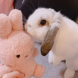 なもなも様専用】 Raggedy べリンディ 陶器 クッキージャー - メルカリ