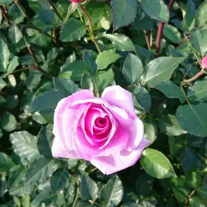 うたプリ グラショ 缶バッジ 浴衣 未開封 10点セット - メルカリ