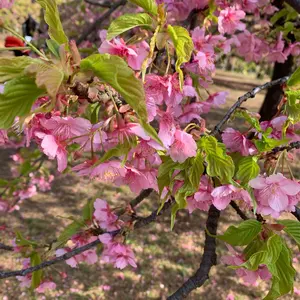 試着のみ】Leja シアー刺繍レースプリーツIラインロングワンピース
