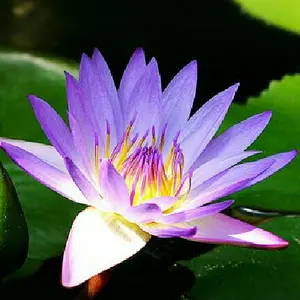 箱説明書作成者証明ありシャクティマット | Shop at Mercari from