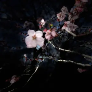 ななせ@即購入◎