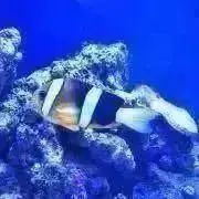 D*s様 作家物 トールサイズ 振袖 銀彩 蝶々 色味の良い 叩き染 正絹 T