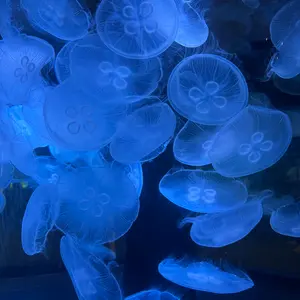 Mellojoy ながーいシリーズメロジョイシークレット mellojoy 金魚
