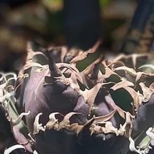 台湾 Agave アガベ ハイブッド 紫屈x嚴龍 子株 美株 - メルカリ