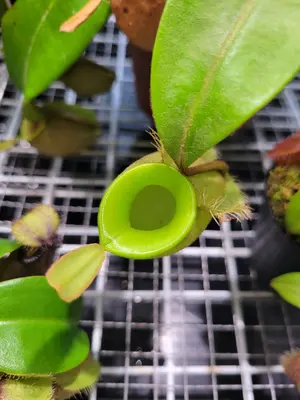 N . (truncata x peltata) x lowii 食虫植物 N . (truncata x peltata) x lowii 食虫植物 - メルカリ