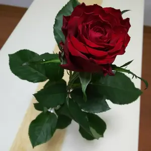 ローズ　４月は発送出来ません。