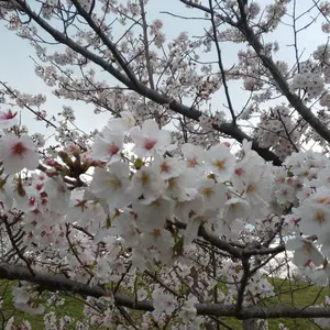 良品/リネン100%】ジュンハシモト トップス 長袖シャツ AKM