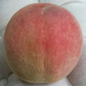 CLAMP展 ドアプレート P 侑子 昴流 品川プリンスホテル - メルカリ