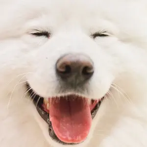 げんげん