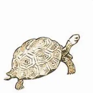 貝殻 ブランデーガイ 126mm 大型サイズ 極美品 貝 標本 貝殻 巻貝