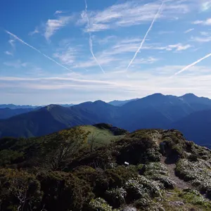 実生厳選株】ユーフォルビアギラウミニアナ（2023.10播種）⑥ - メルカリ